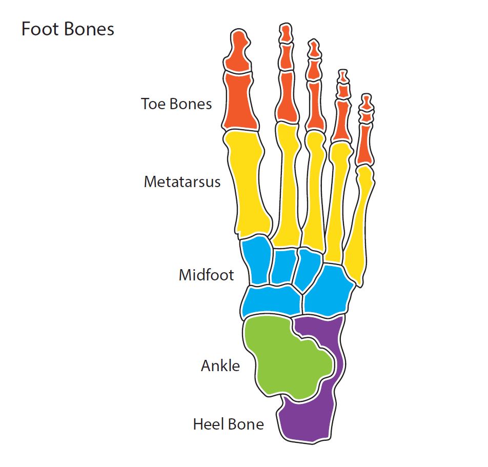 How Many Bones Does The Human Foot Contain